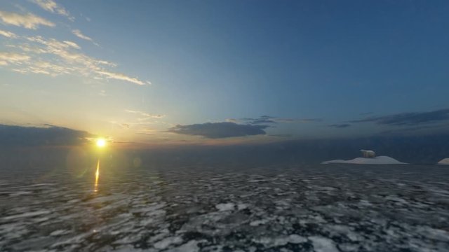 Polar bear on an ice patch, sunset time