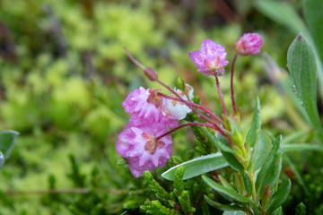Close up of Flowers in bloom early spring