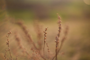 Dry flowers outdoor in golden hour evening, macro