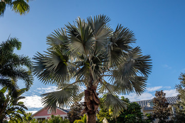 Silver Grey Palm Tree on a Blue Sky, Florida