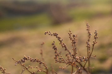 Dry flowers outdoor in golden hour evening, macro