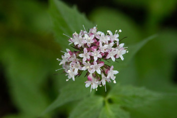 Close up of Flowers in bloom early spring