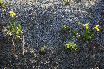 Gelbe Narzissen zwischen kleinen Steinen am Straßenrand