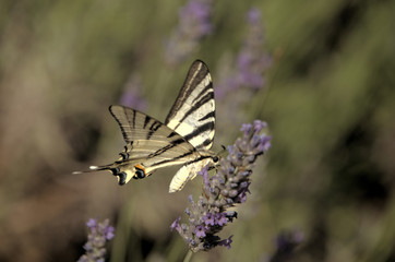 Iphiclides podalirius; scarce swallowtail butterfly in rural Tuscany