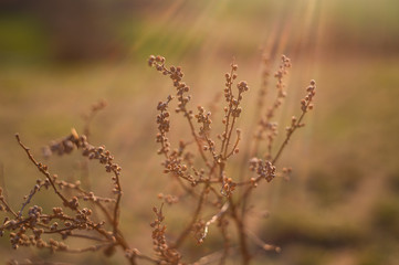 Dry flowers outdoor in golden hour evening, macro