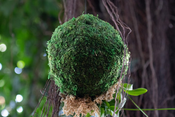 ball of moss hanging in a garden