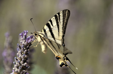 Iphiclides podalirius; scarce swallowtail butterfly in rural Tuscany
