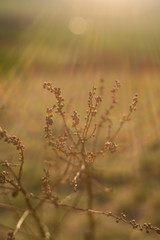 Dry flowers outdoor in golden hour evening, macro