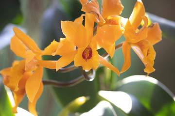 Close up of Flowers in bloom early spring