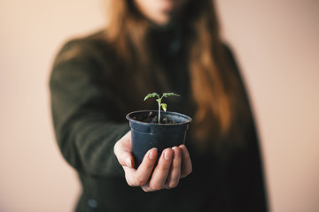 Young seedling of tomato in a black pot. Woman´s hand holding a pot with plant of tomato. - obrazy, fototapety, plakaty