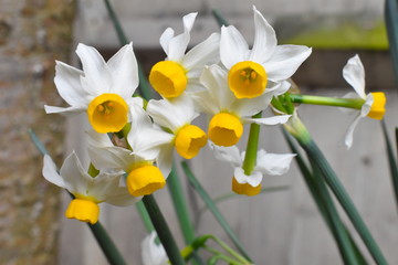 Narcissus are bulbous spring blooming amaryllis family plants bearing blossom clusters with fragrant long lasting flowers adorned with creamy white reflexed petals and frilled bright yellow trumpets