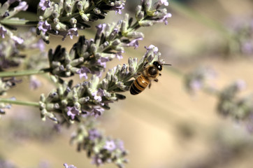 Apis mellifera; honeybee visiting lavender in Tuscan garden