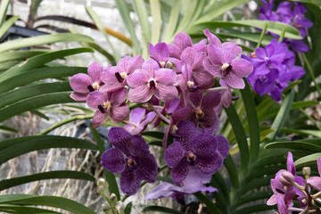 Close up of Flowers in bloom early spring