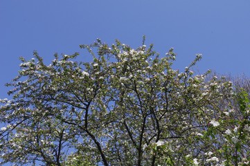 L'arbre en fleurs