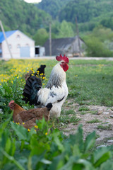 cock