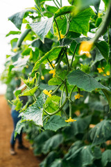Cucumber plants growing in traditional greenhouse in Almeria. Biological, organic and integrated fight.