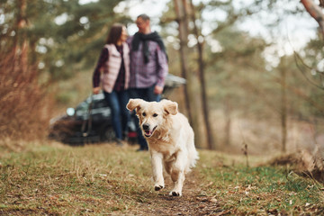 Happy mature couple have a walk with their dog in autumn or spring forest near modern car