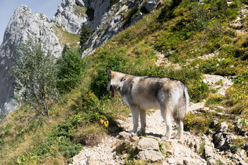 Fototapeta premium wolf in the mountains