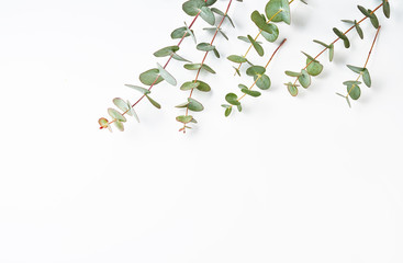 Frame of eucalyptus branches isolated on white background. Flat lay, top view. copy space
