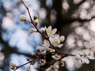 Close-up of cherry blossom flowers and buds against blue sky. Spring concept.