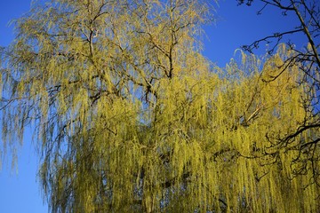  Weeping willow tree branches with leaves, against blue sky.