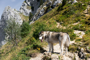 wolf in mountains