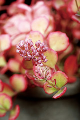 Obraz premium 다육식물 succulent 