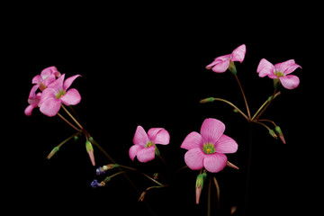 다육식물 succulent 