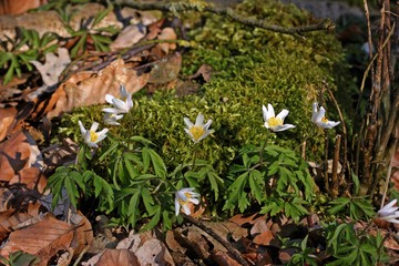 Blühende Buschwindröschen (Anemone nemorosa)