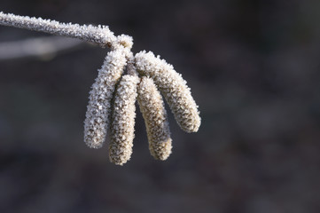 Vereiste Pflanzenteile vor dunklem Hintergrund