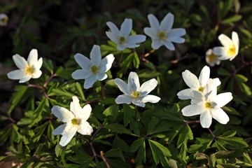 Blühende Buschwindröschen (Anemone nemorosa)