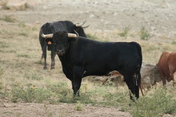 Bull in spain in the green field