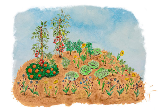 Illustration of a Hügelkultur in permaculture with companions. Tomatoes basil carrots radishes lettuces and flowers like marigold calendula and borage