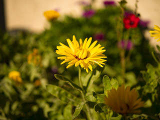 Collection jardin : Fleur Jaune sauvage