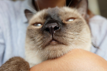 Siamese cat nose close up.