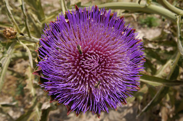 Lila-blaue Diestelblüte