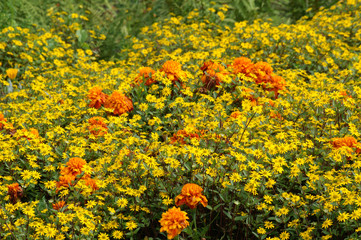 Gelb-oranges Blumenfeld