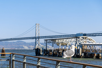 Fototapeta na wymiar Seagull at the Port of San Francisco (Selectiv focus, bokeh)