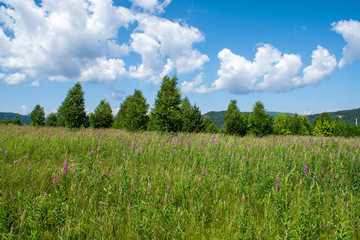 Field with pink flowers of fireweed (Ivan - tea) on a background of forest and blue sky