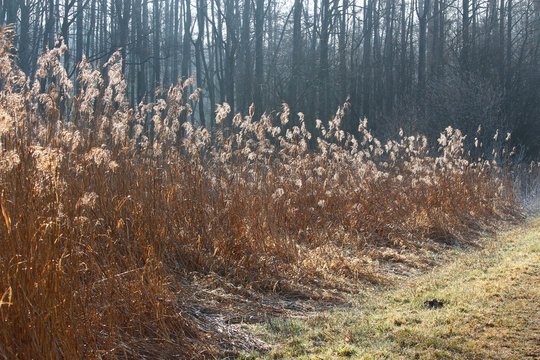 Schilf am Waldrand