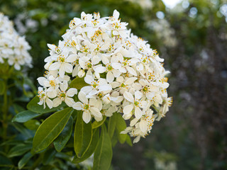 Fleur d'Oranger du Mexique