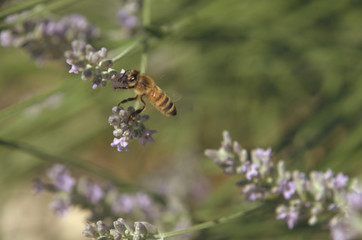 Apis mellifera; honeybee visiting lavender in Tuscan garden