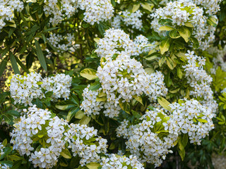 Fleur d'Oranger du Mexique