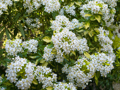 Fleur d'Oranger du Mexique