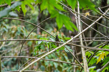 Hummingbird in the jungle of Cocora Valley 