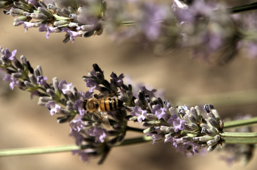 Obraz na płótnie Canvas Apis mellifera; honeybee visiting lavender in Tuscan garden
