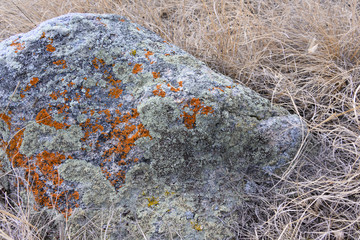 lichen covered rock with dry grass