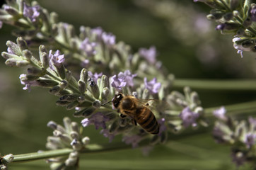 Apis mellifera; honeybee visiting lavender in Tuscan garden