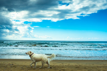 free white dog on the beach, by the sea on a cloudy day