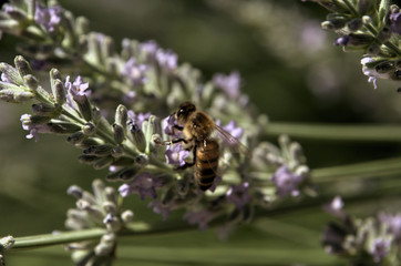 Apis mellifera; honeybee visiting lavender in Tuscan garden